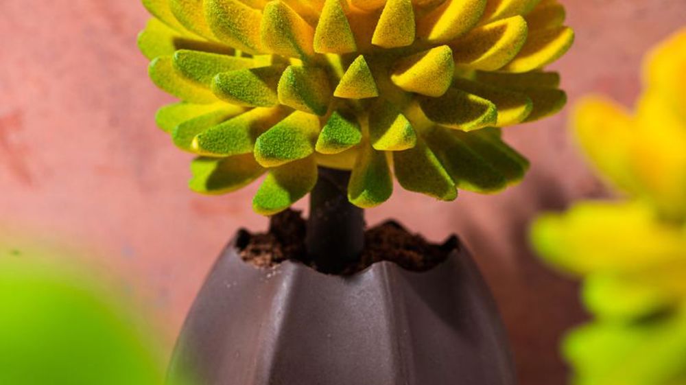 Le dessert en forme de tournesol en chocolat de Jeffrey Cagnes ! ©Kevin Rauzy Foodography